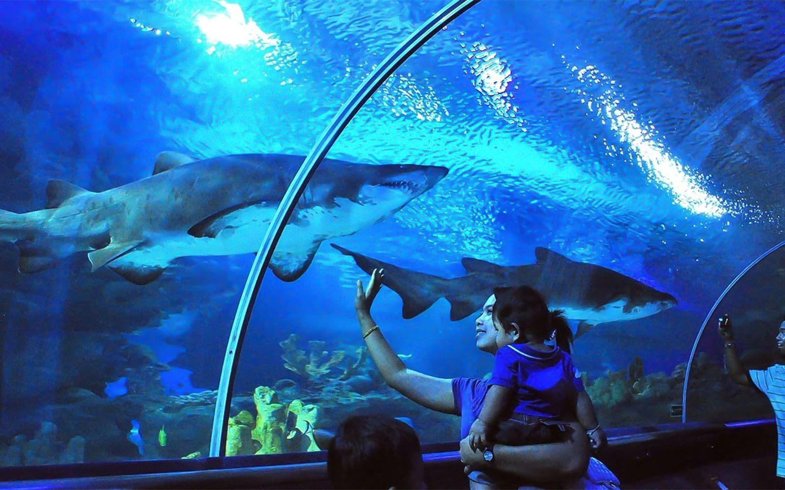 Explore Aquaria KLCC: Kuala Lumpur's Premier Ocean Adventure