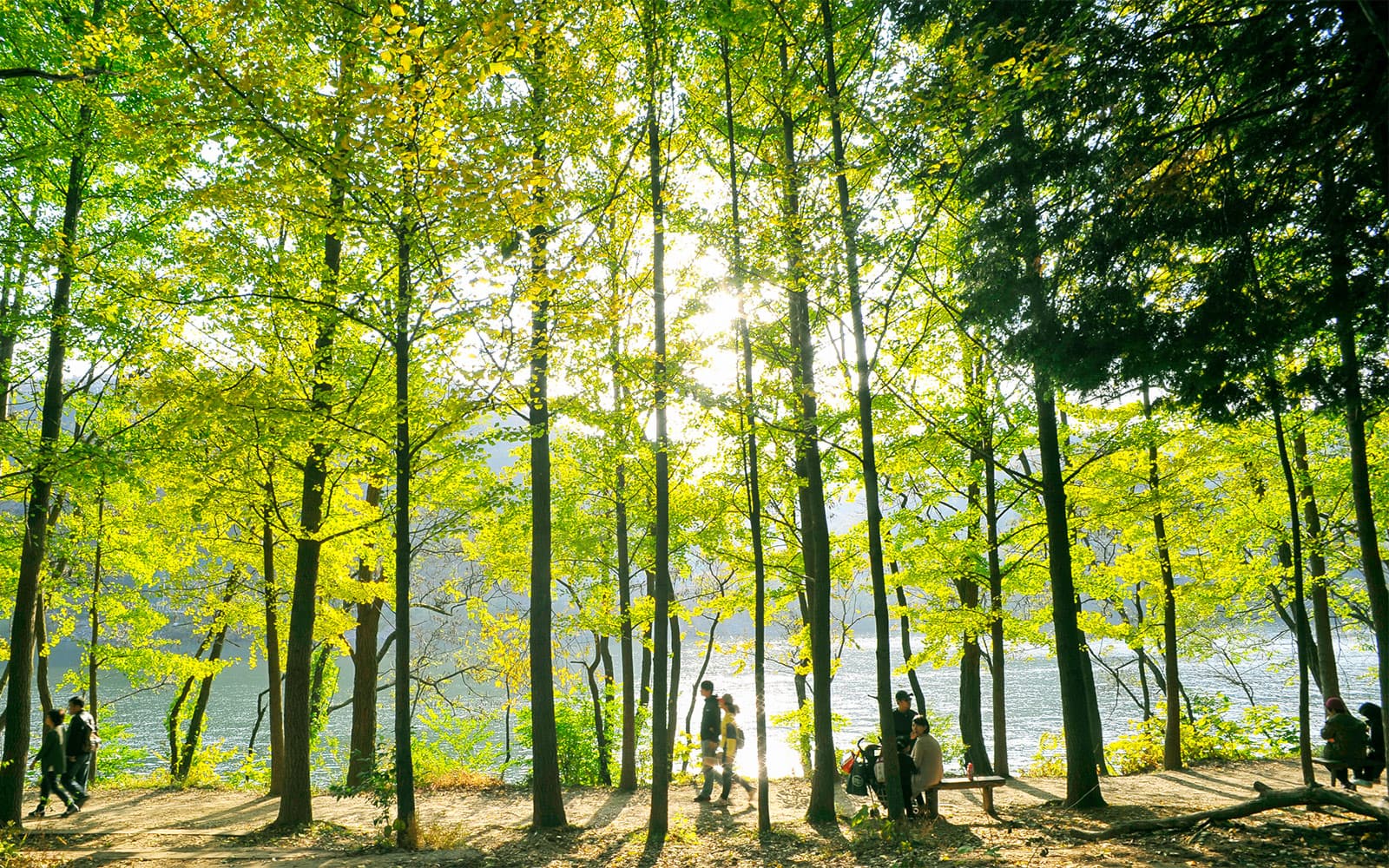 Alpaca World & Nami Island Tour