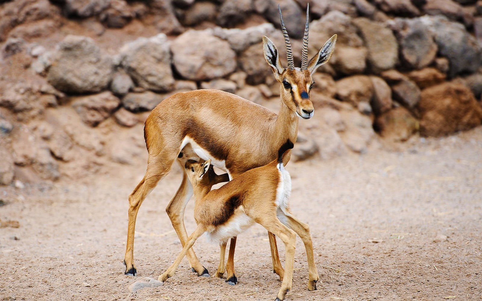 Oasis Wildlife Fuerteventura