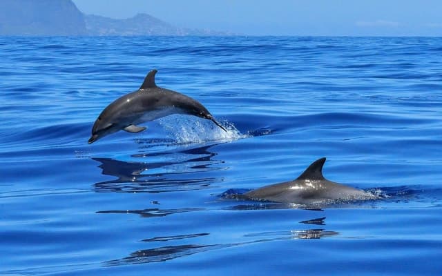 Unforgettable Dolphin Island Boat Tour Adventures in Side