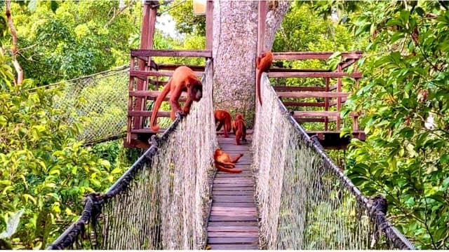 Top-Rated Amazon Tours Near Puerto Maldonado