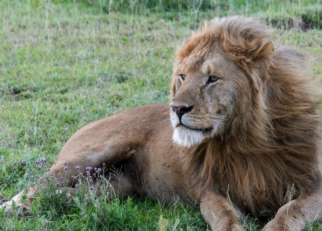 Arusha Great Migration Safari: Serengeti Herds