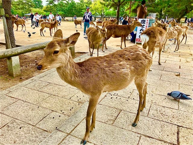 Compare Top Nara Excursions from Kyoto