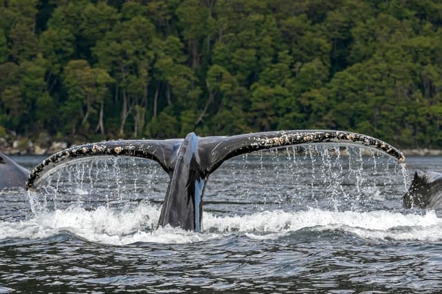 Unforgettable Whale & Penguin Tours in Punta Arenas