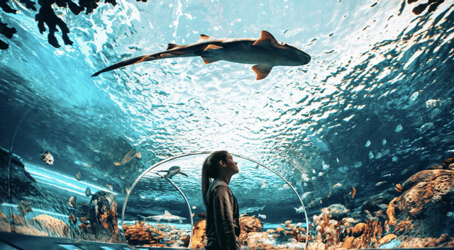 Top-Rated Ripley's Aquarium Tours & Tickets
