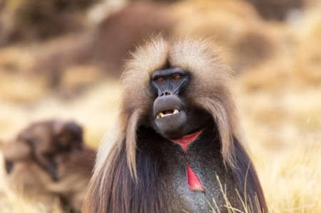 Debre Libanos Monastery Day Trip