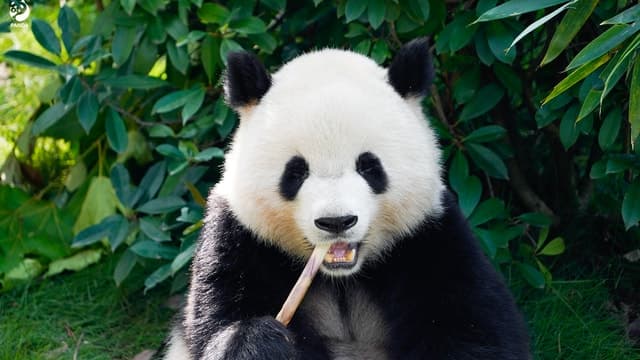 Best Wildlife Experiences: Shanghai Wild Animal Park Guide