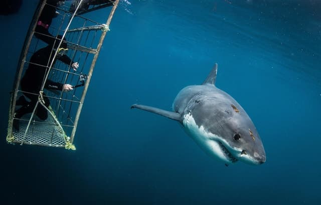 Ultimate Shark Cage Diving Adventures in Cape Town