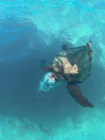 Best Zakynthos Island Tours & Excursions