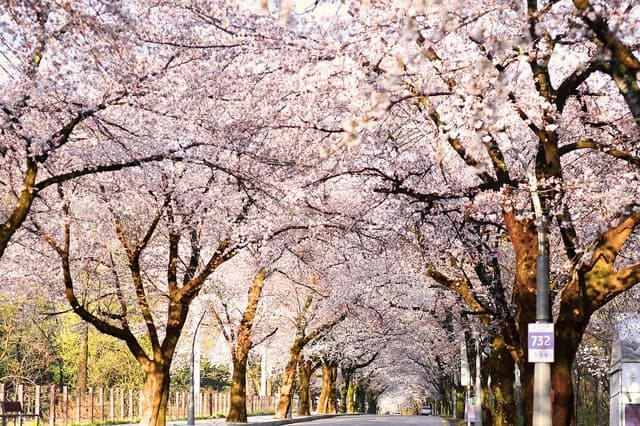 Best Mt. Seorak National Park Day Tours from Seoul
