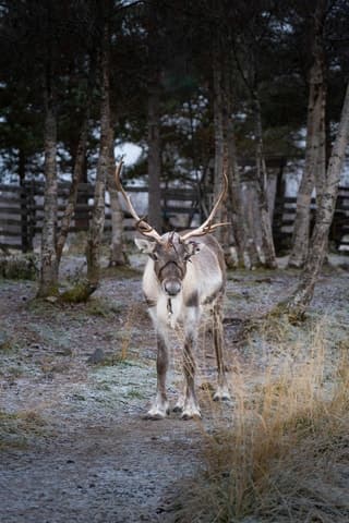 Exclusive Kiruna Private Walking Tour & Arctic Discovery