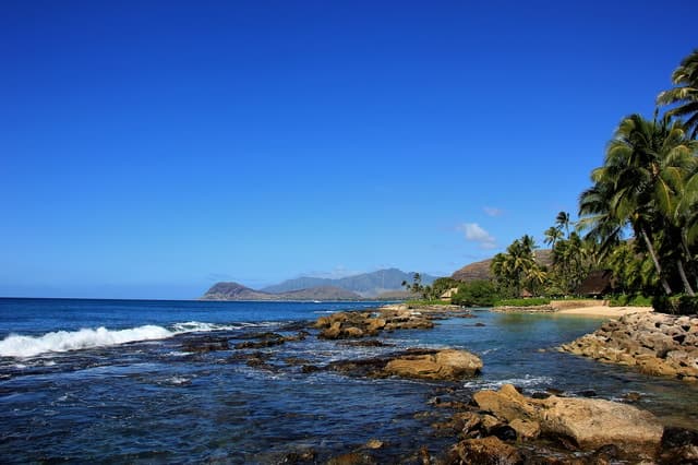 Oahu Dolphin Swim Adventure