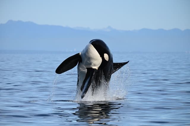 Salish Sea Whale Watching