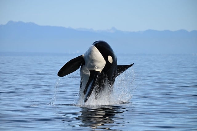 Salish Sea Whale Watching