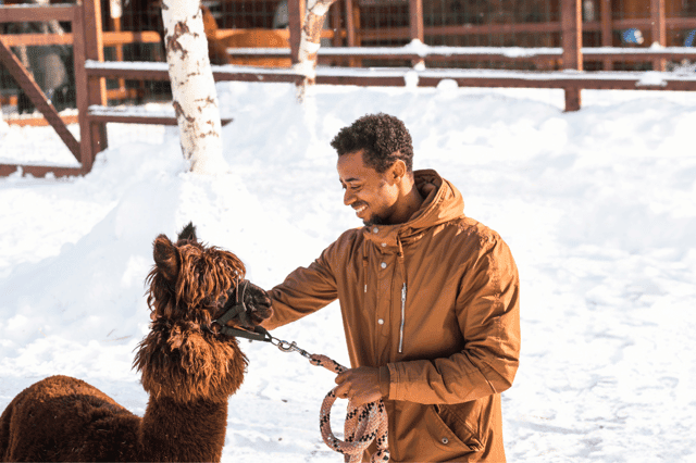 Alpaca Park Seoul: Best Tours & Tickets