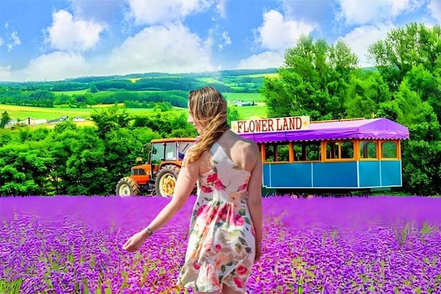 Compare Top Furano Lavender & Biei Day Trips