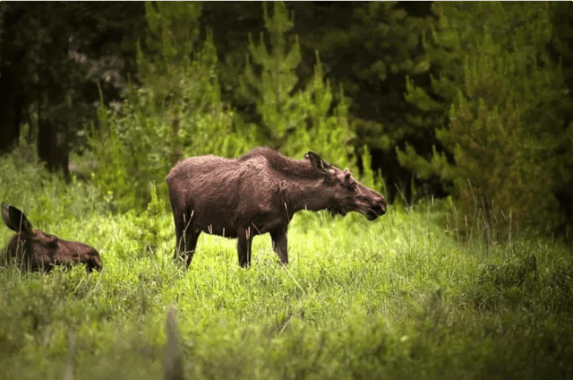 Evening Wildlife Safari Stockholm