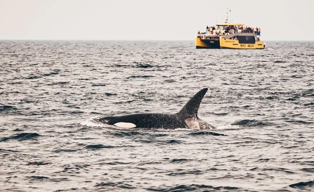 Best Salish Sea Whale Watching Tours in Vancouver