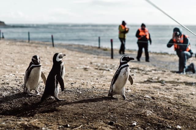 Magdalena Island Penguin Tour: Punta Arenas Wildlife Adventure