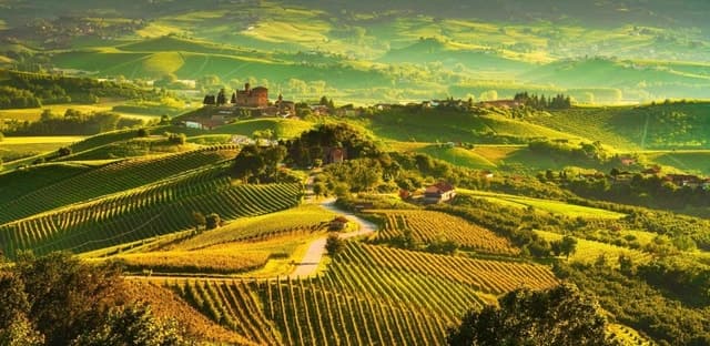 Premium Langhe Wine Tours & Tastings from Turin