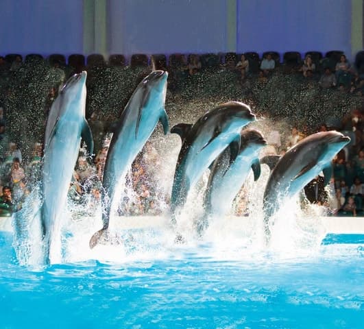 Explore the Magic of Dubai's Premier Underwater World