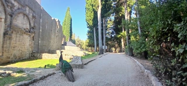 Best Lokrum Island Tours from Dubrovnik