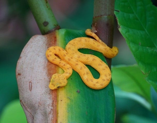 Cahuita National Park Tour