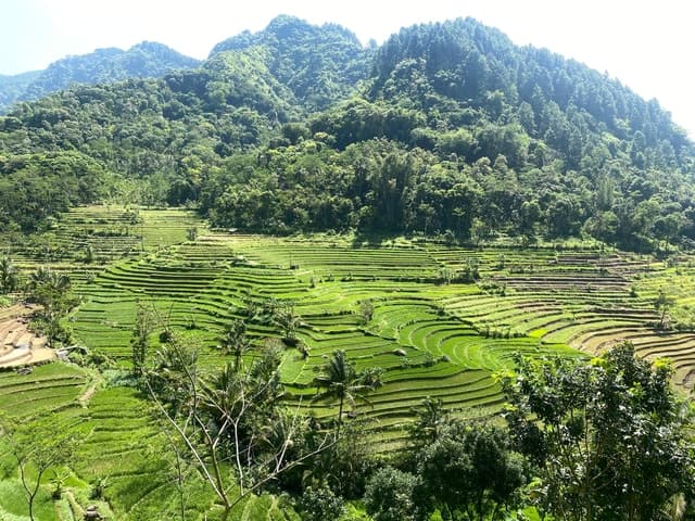 SeloGriyo Rice Terrace & Borobudur Tour