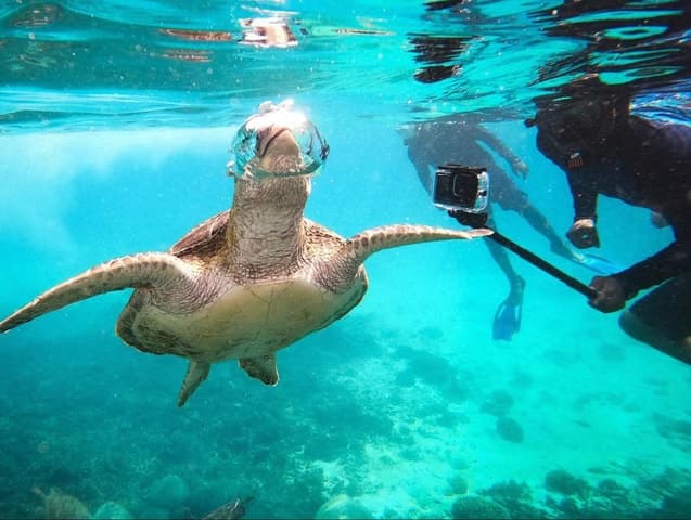 Best Snorkeling Adventures at Daymaniyat Islands, Muscat