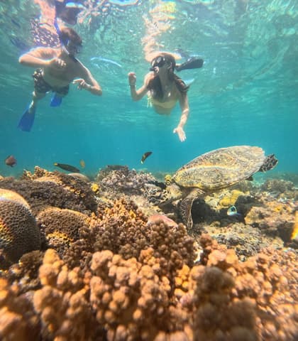Gili Islands Snorkeling - Gili Trawangan