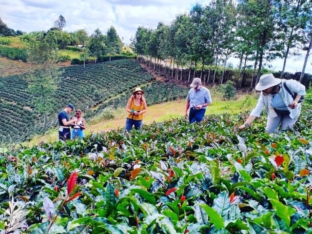 Purple Tea Farm Day Trip from Nairobi