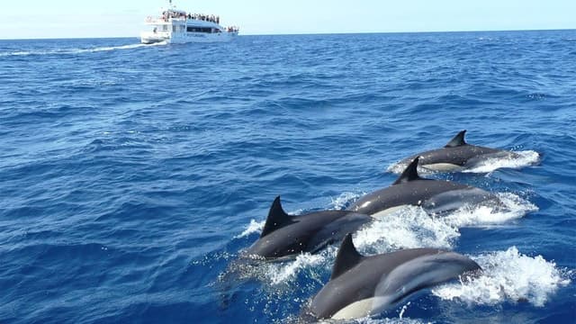 Whale Watching in Hikkaduwa: Mirissa to Marine Magic