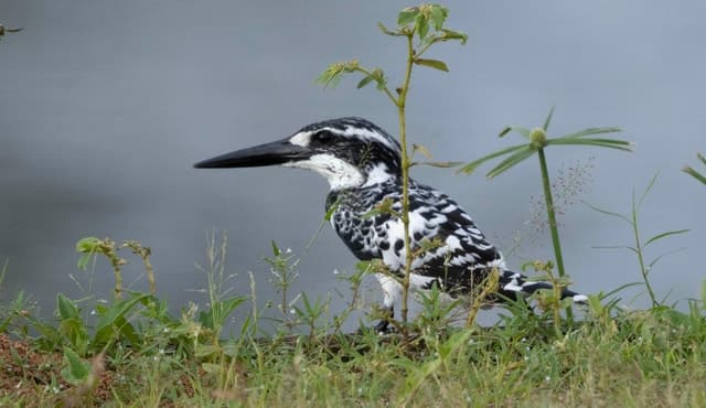 Best Colombo Bird Watching Experiences