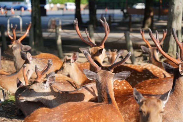 Best Nara Park Tours & Experiences