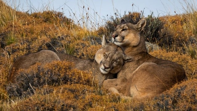 Torres del Paine Puma Tracking