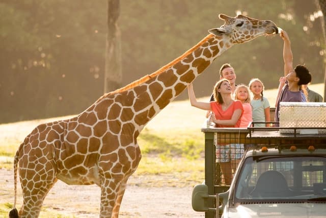 Top Thrills & Wildlife: Busch Gardens Tampa Bay Guide