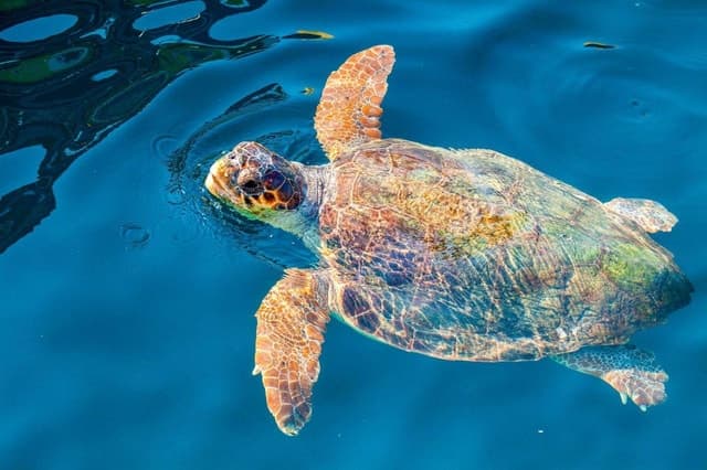 Compare Best Turtle Tours in Zakynthos