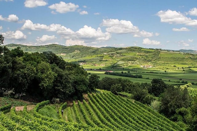 Amarone Wine Tour in Verona