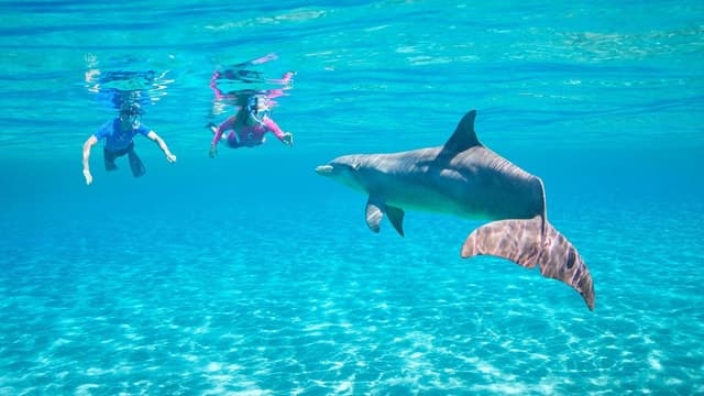 Best Dolphin House Snorkeling Options