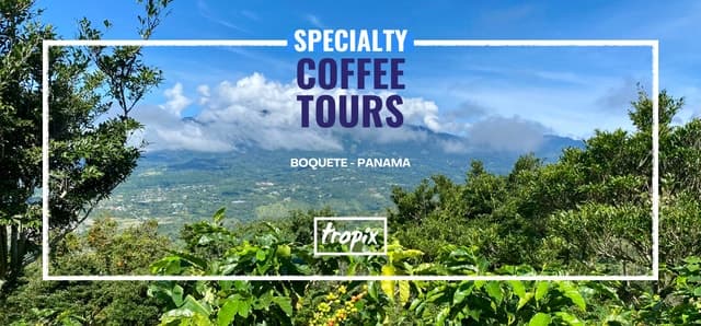 Best Boquete Coffee Tour: Authentic Panama Coffee Experience