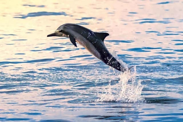Best Dolphin Watching Tours & Marine Life in Muscat