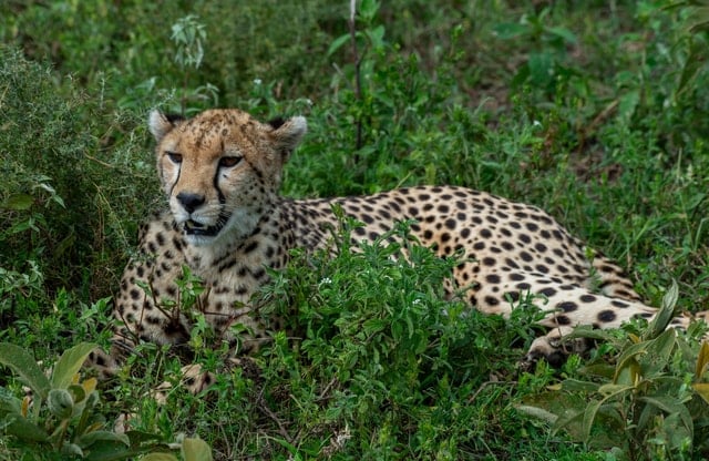 Arusha Safari