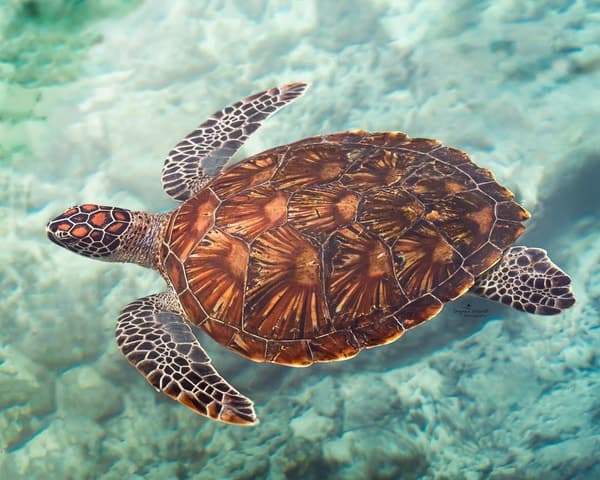 Unforgettable Turtle Snorkeling Adventures in Nungwi