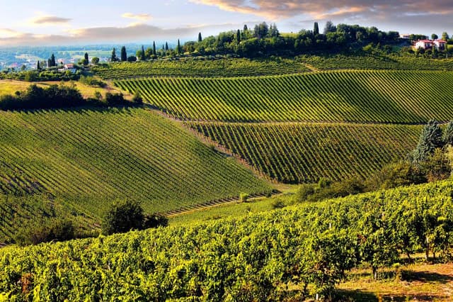 Best Chianti Wine Tours from Pisa