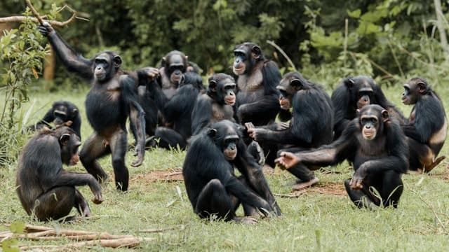 Ngamba Island Chimpanzee Sanctuary Tour