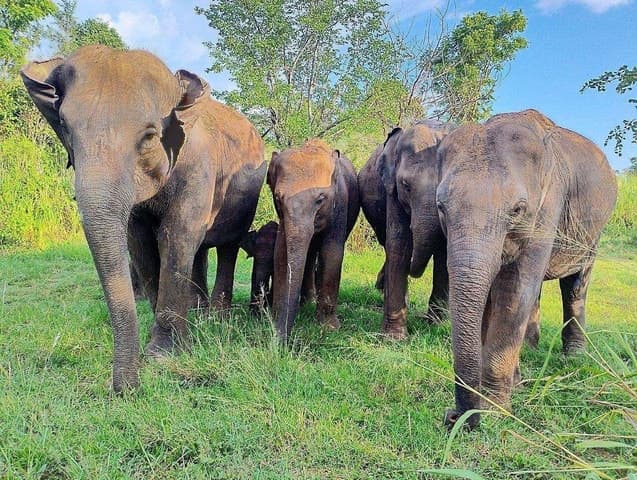Hurulu Eco Park Safari: Wildlife in Anuradhapura