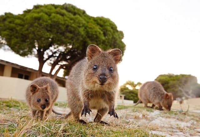 Ferry Transfers from Fremantle to Rottnest Island