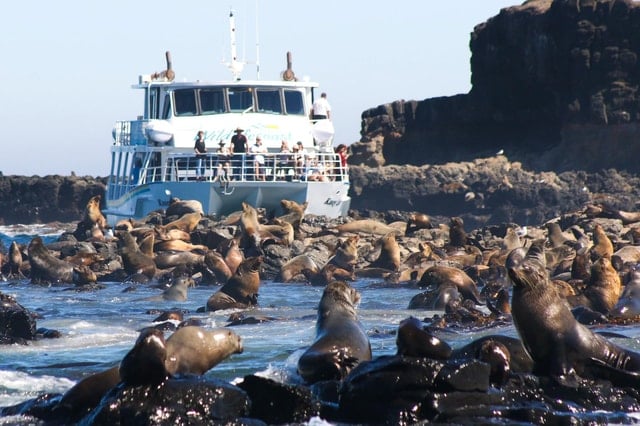 Phillip Island Seal Cruise