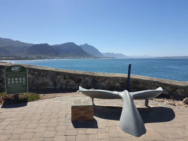 Hermanus Whale Watching - Hermanus