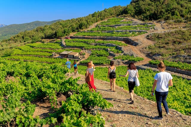 Best Peljesac Wine Tours from Dubrovnik